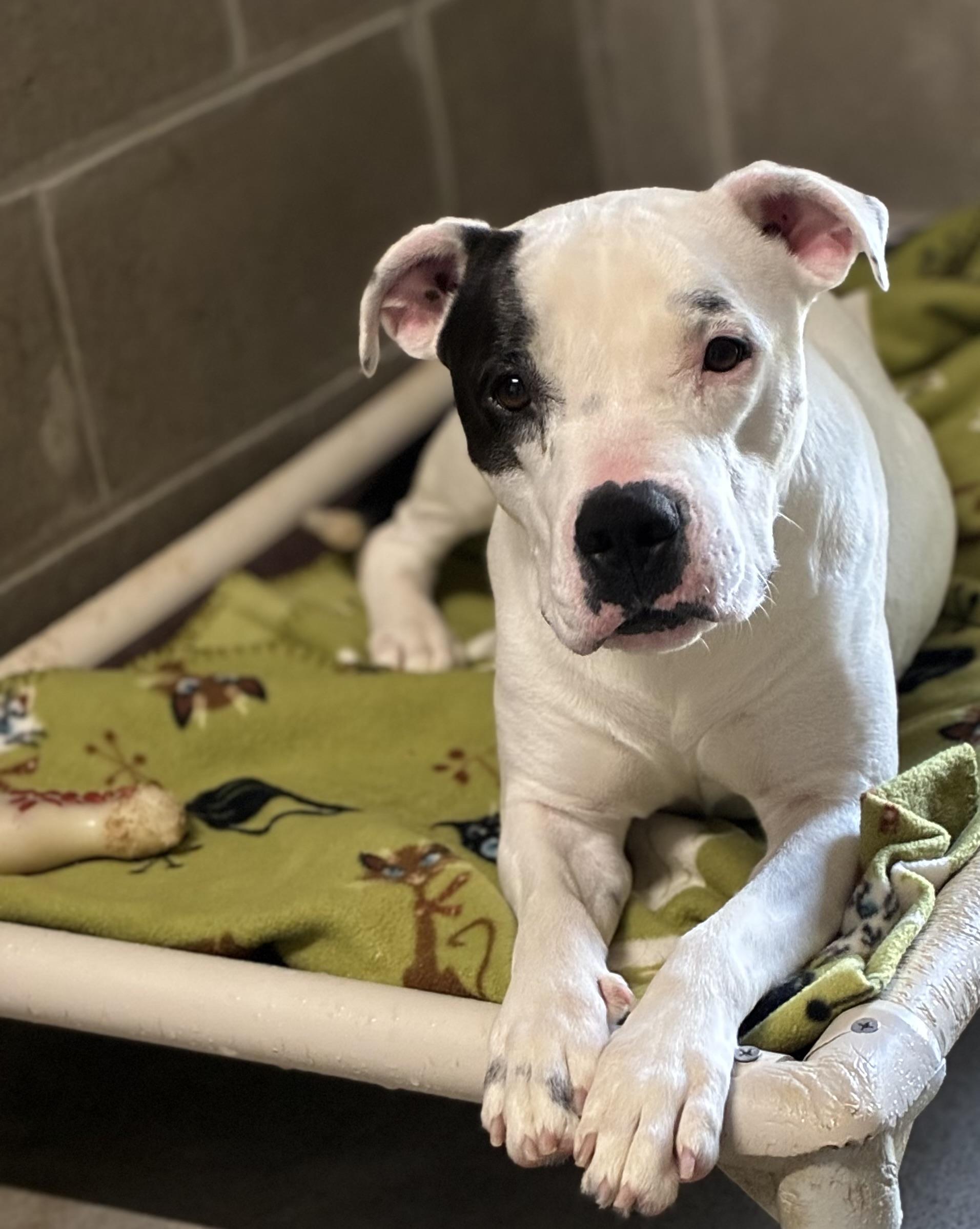 Chloe, a Adoptable mixed breed in Sandusky, MI image 1/5