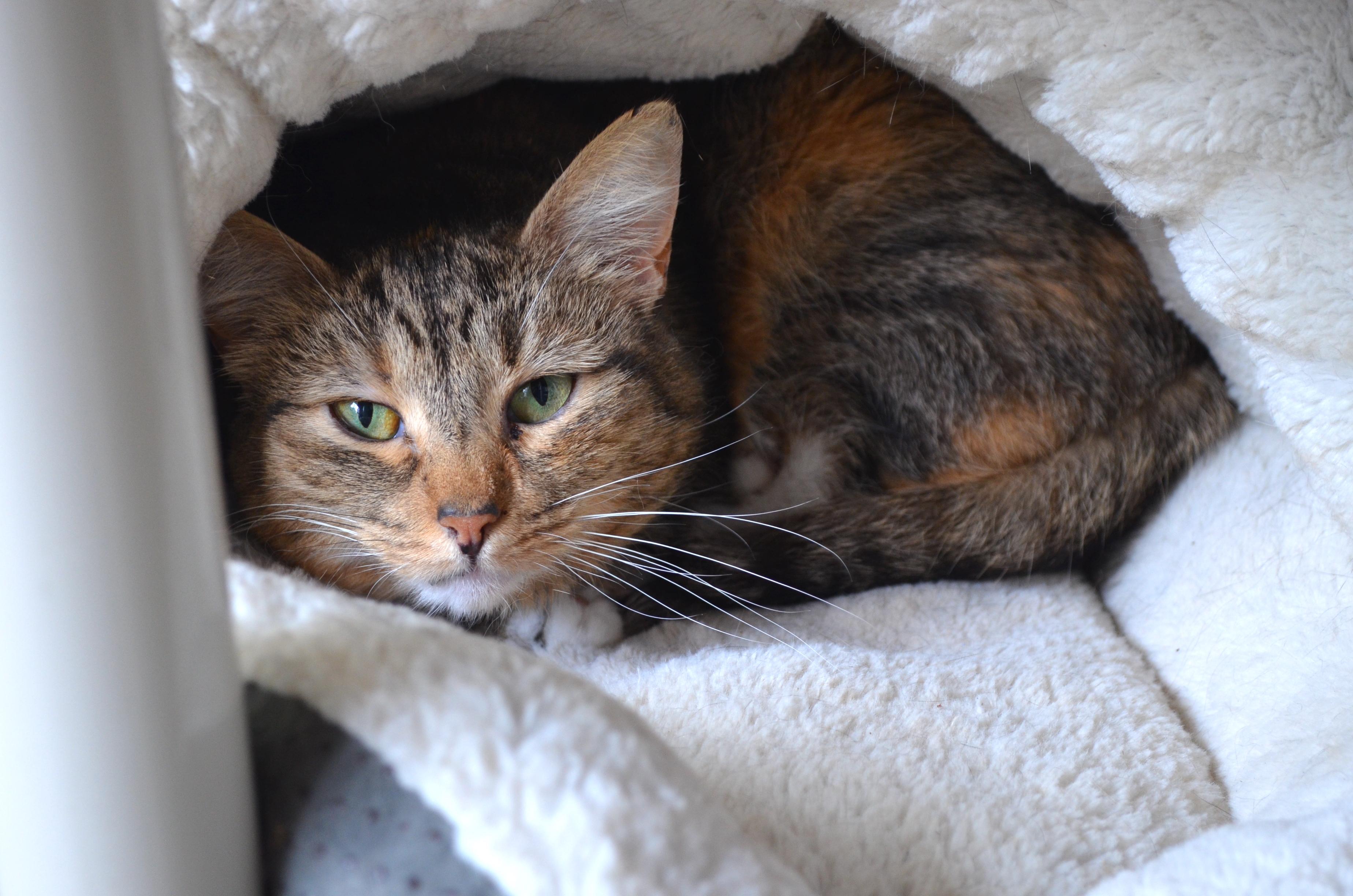 Hope, ADOPTABLE, Senior Female Domestic Short Hair.