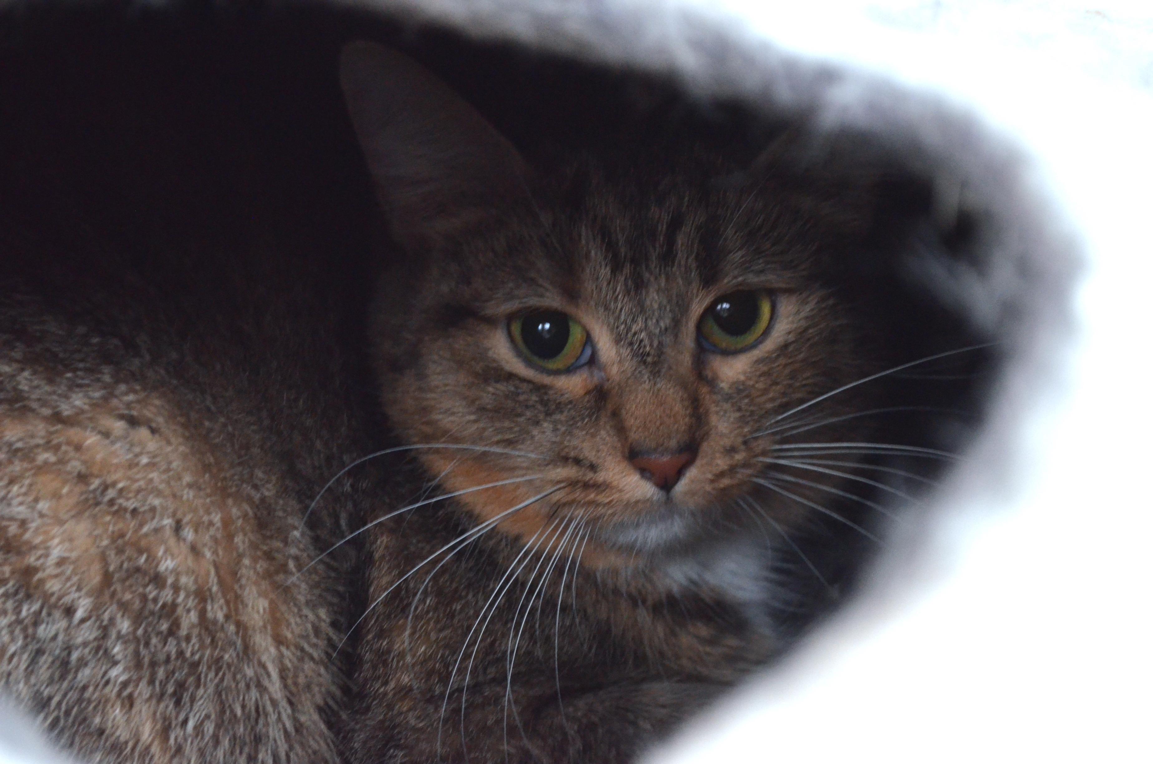 Enlarge Hope, a ADOPTABLE Domestic Short Hair in Westbrook, CT image 3/5
