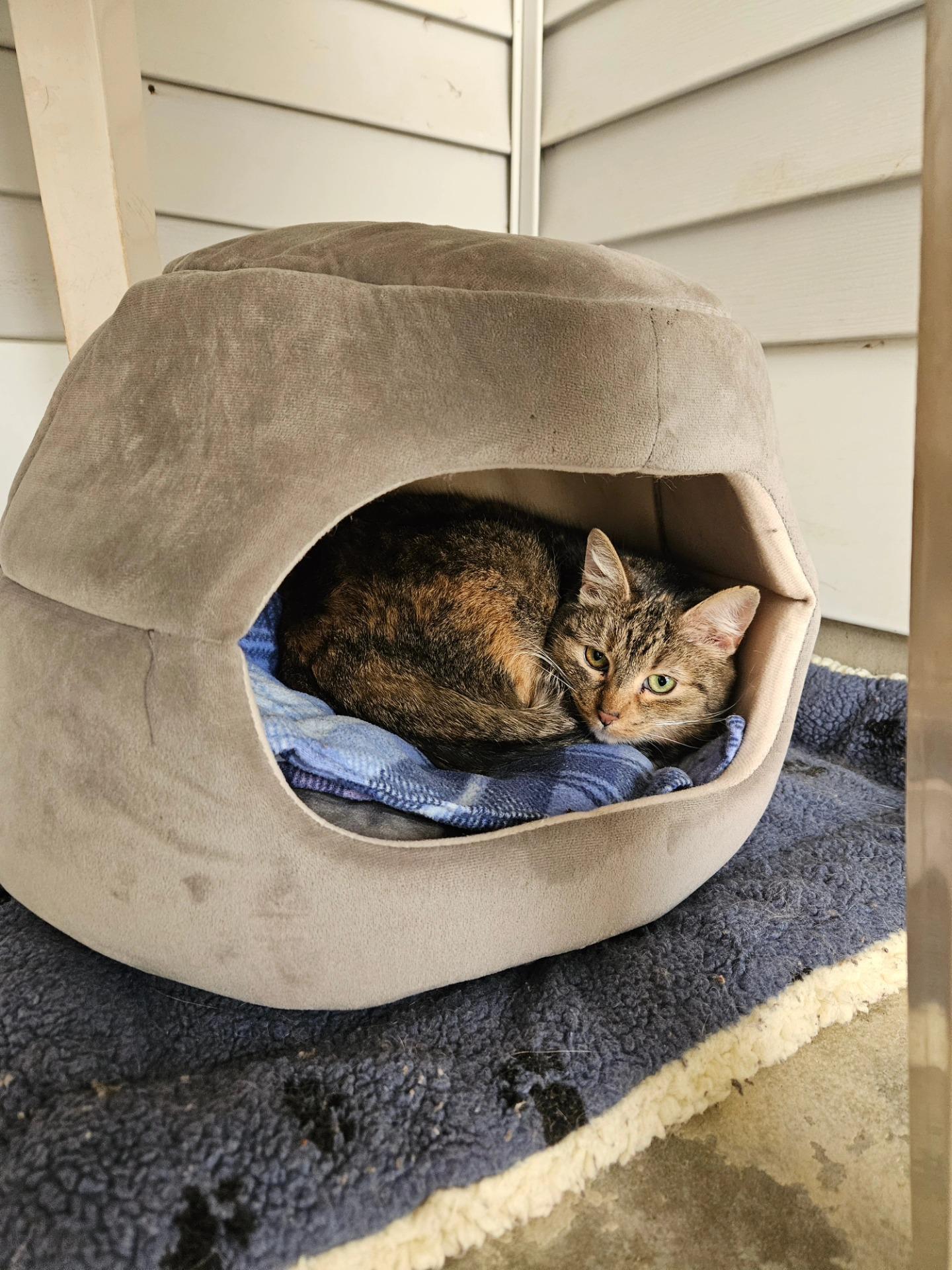 Enlarge Hope, a ADOPTABLE Domestic Short Hair in Westbrook, CT image 5/5