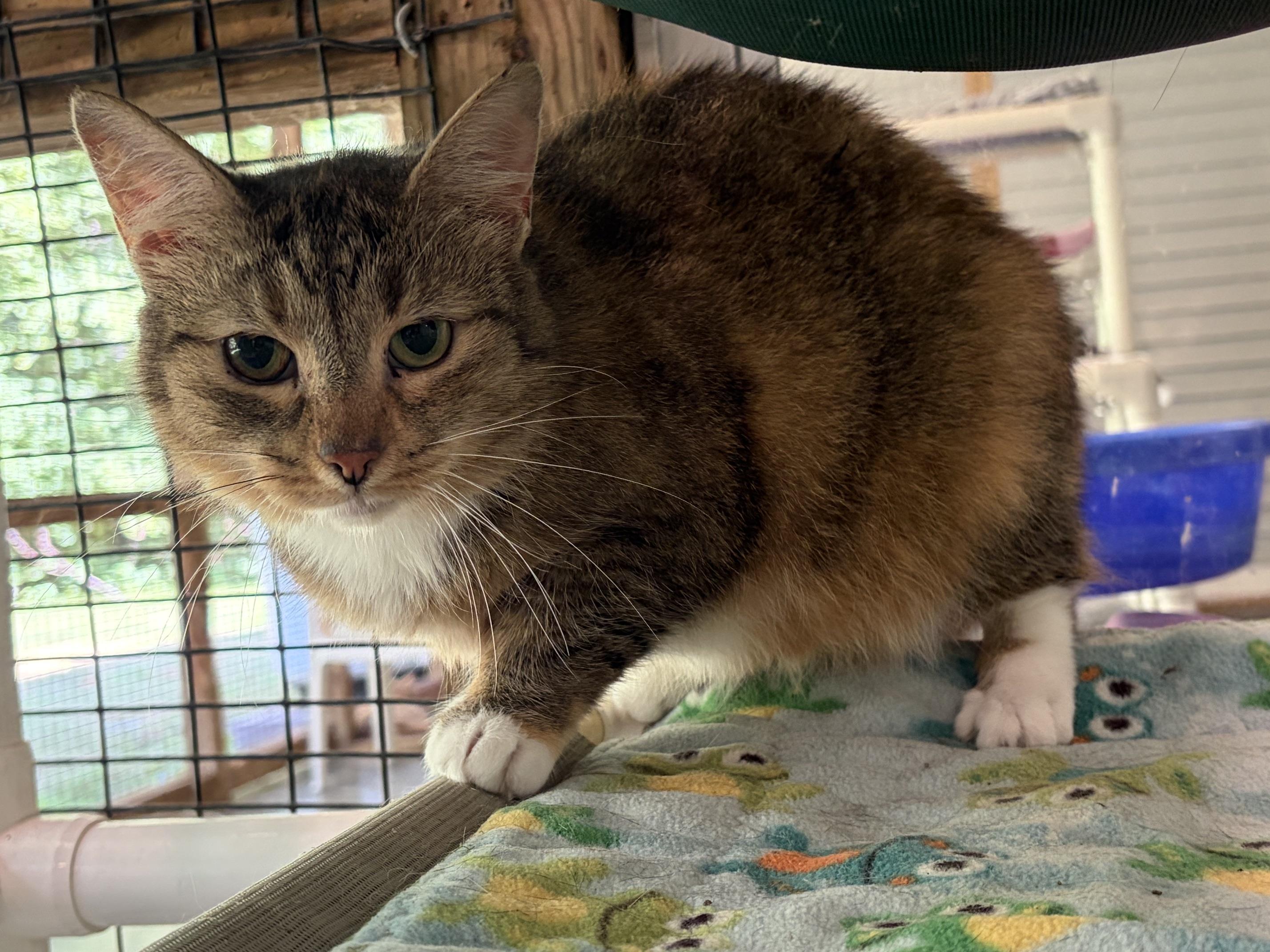 Enlarge Hope, a ADOPTABLE Domestic Short Hair in Westbrook, CT image 2/5