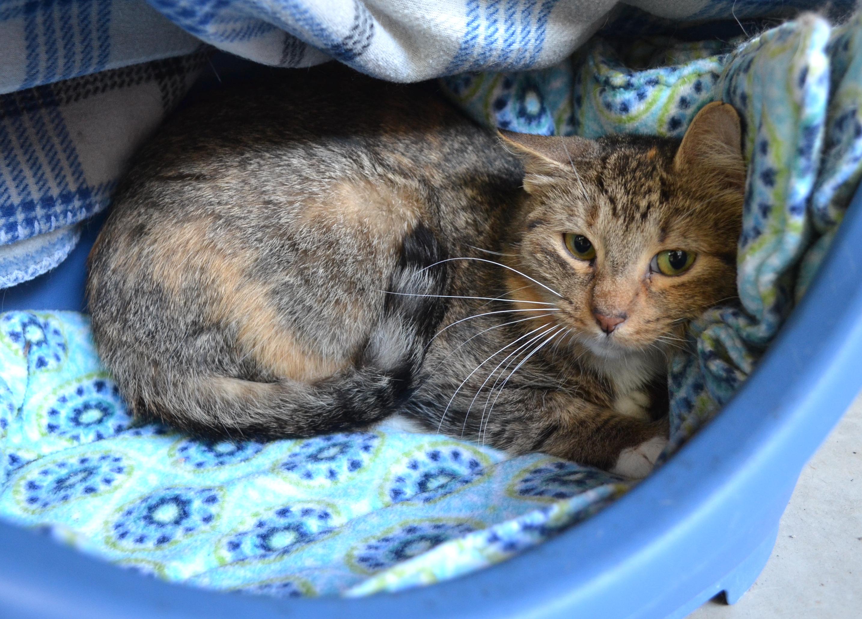 Enlarge Hope, a ADOPTABLE Domestic Short Hair in Westbrook, CT image 4/5