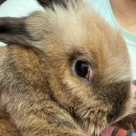 Wander, Adoptable, Senior Male Lionhead.