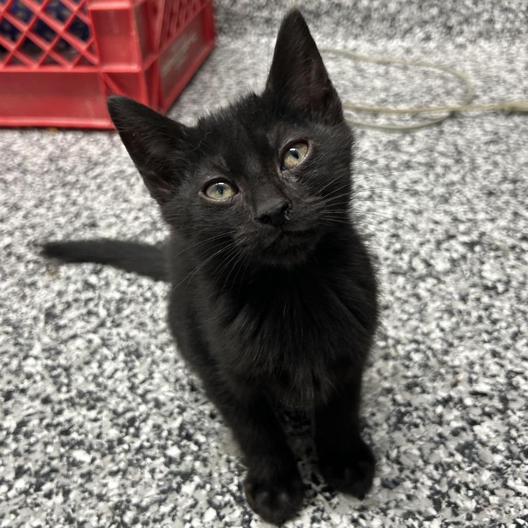 Enlarge Pebble, a Adoptable Domestic Short Hair in St. Louis, MO image 1/1