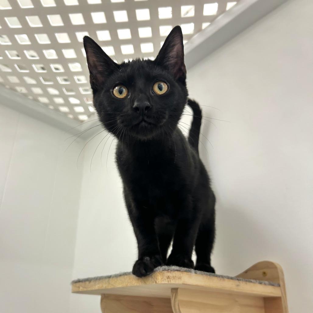 Enlarge Pebble, a Adoptable Domestic Short Hair in St. Louis, MO image 2/5