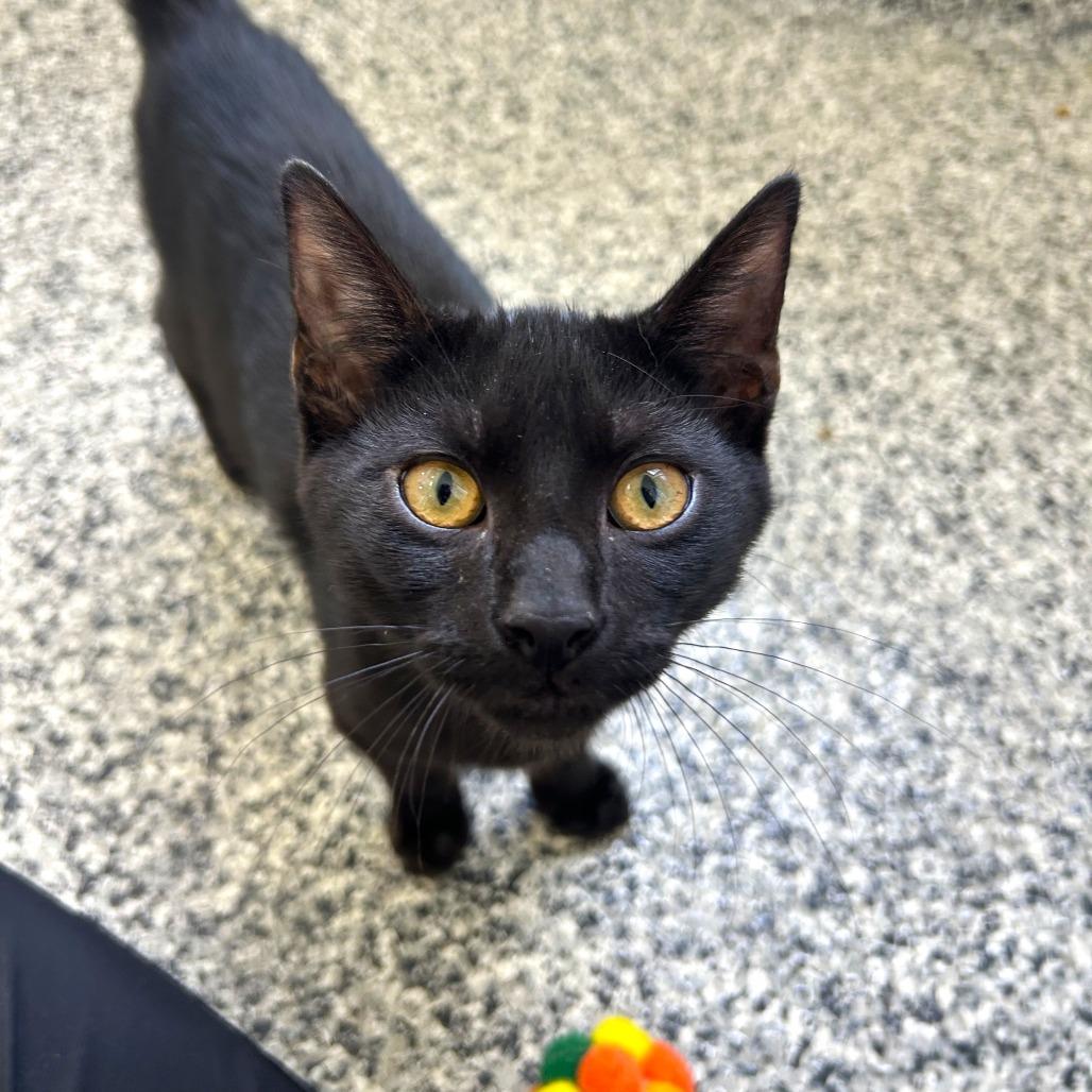 Enlarge Pebble, a Adoptable Domestic Short Hair in St. Louis, MO image 3/5