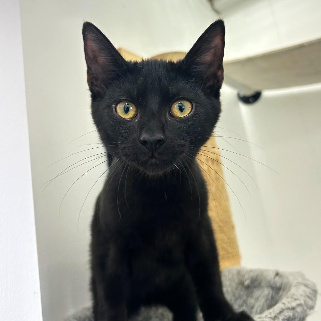 Enlarge Pebble, a Adoptable Domestic Short Hair in St. Louis, MO image 4/5