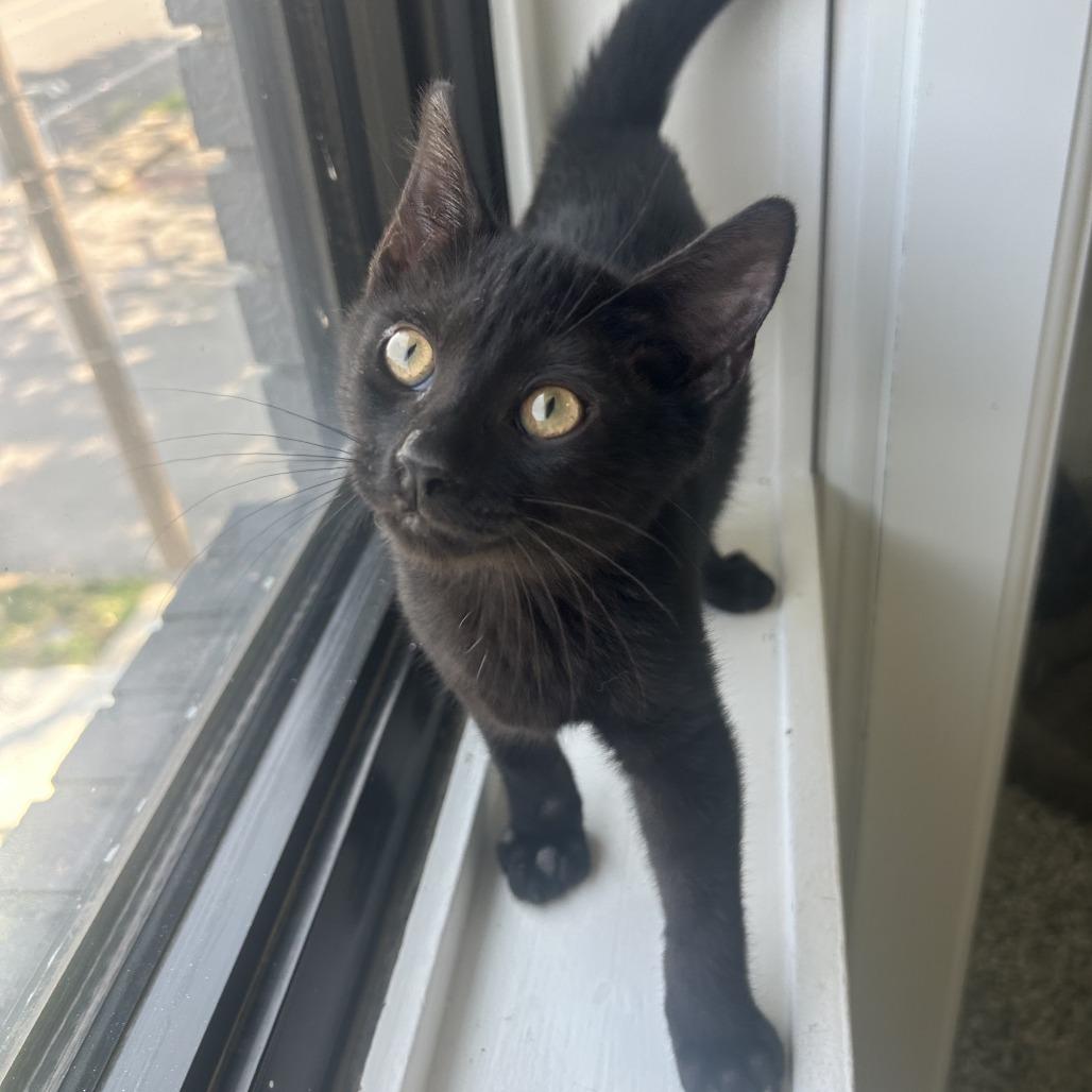 Enlarge Pebble, a Adoptable Domestic Short Hair in St. Louis, MO image 5/5