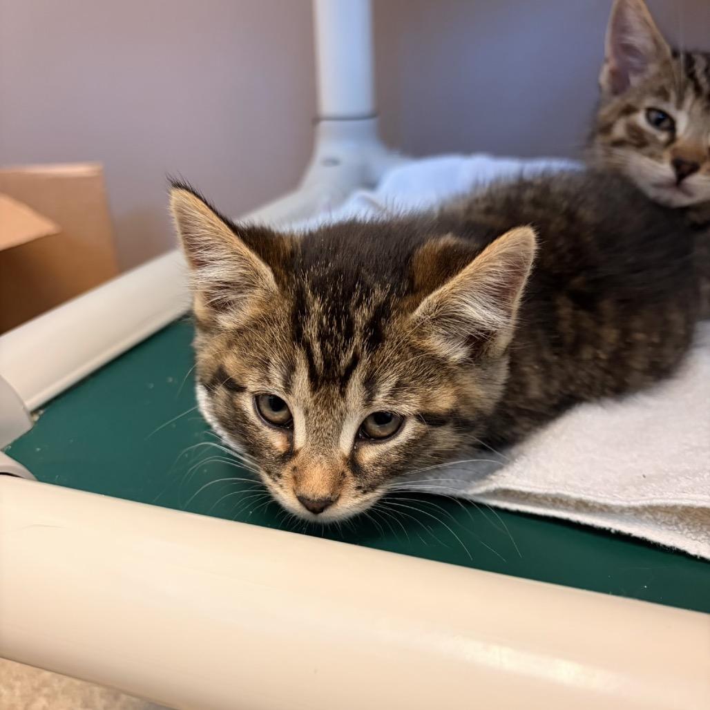Enlarge Isla, a Adoptable Domestic Short Hair in Bristol, IN image 2/2