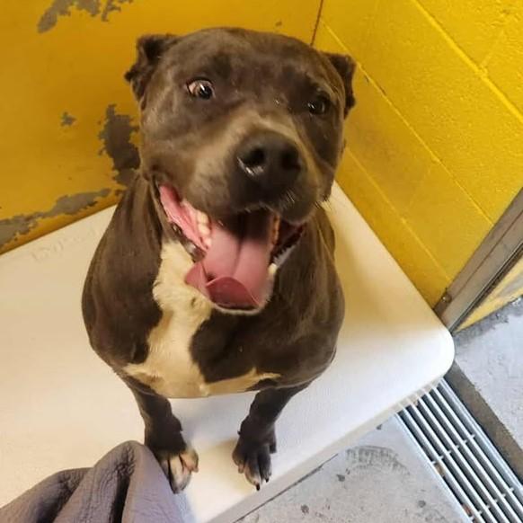 George, Adoptable, Adult Male Pit Bull Terrier.