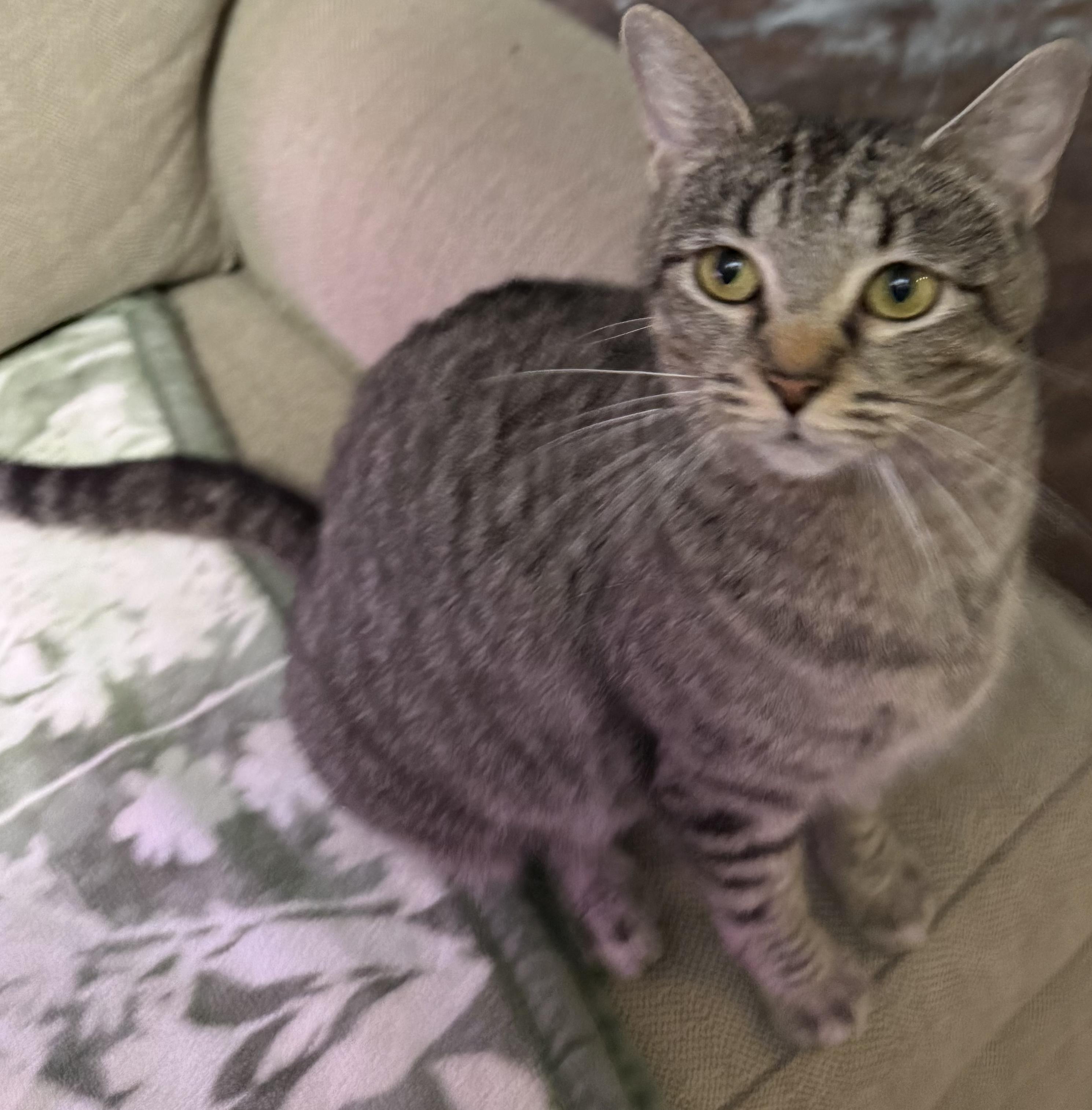 Enlarge Tinkerbell, a ADOPTABLE Domestic Short Hair in Indianapolis, IN image 3/3