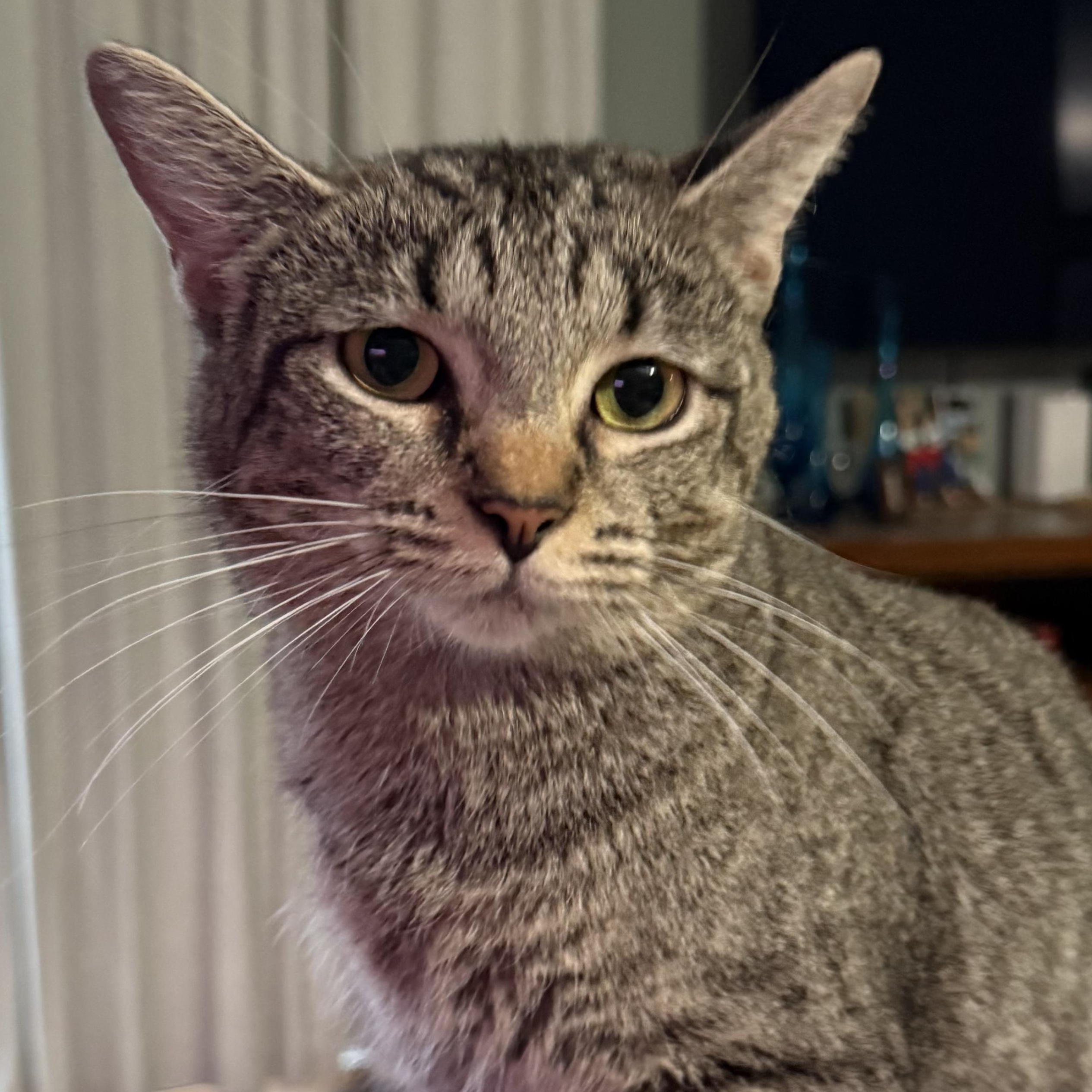 Enlarge Tinkerbell, a ADOPTABLE Domestic Short Hair in Indianapolis, IN image 2/3