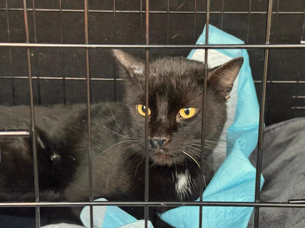 Enlarge Diablo, a Adoptable mixed breed in Tulsa, OK image 5/6