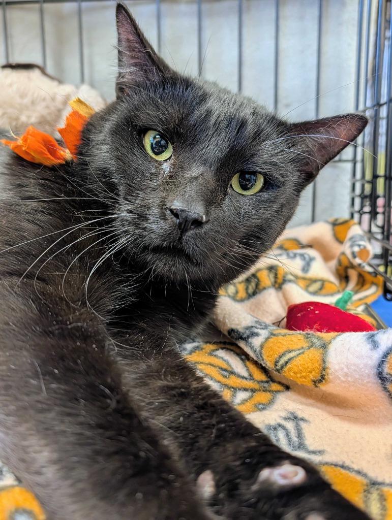 Enlarge Diablo, a Adoptable mixed breed in Tulsa, OK image 1/6