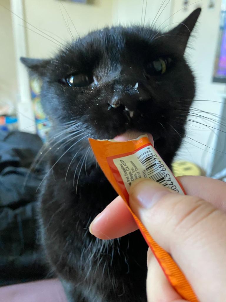 Enlarge Diablo, a Adoptable mixed breed in Tulsa, OK image 2/6