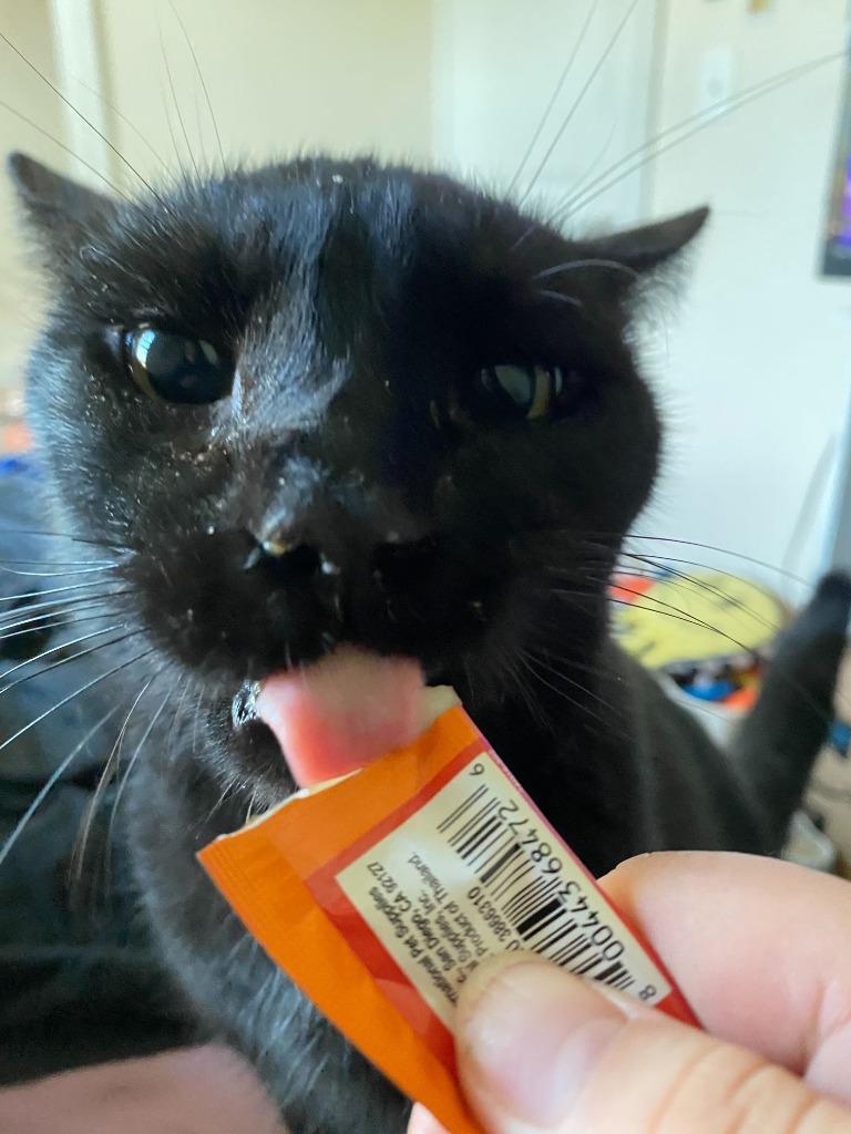 Enlarge Diablo, a Adoptable mixed breed in Tulsa, OK image 3/6