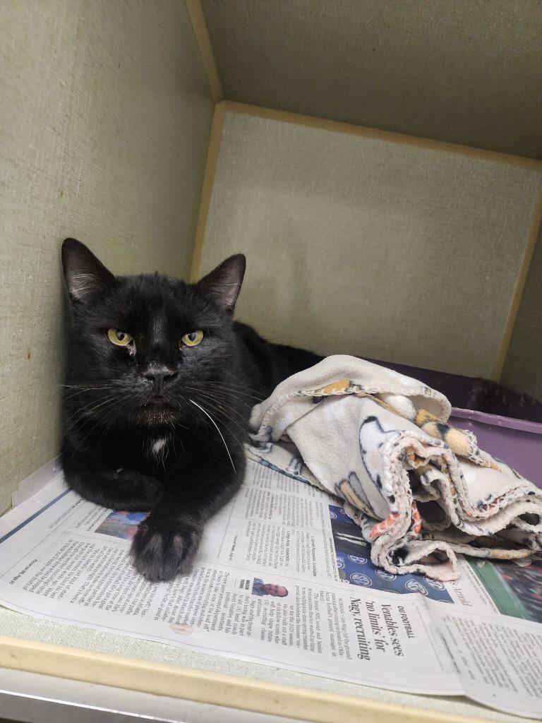 Enlarge Diablo, a Adoptable mixed breed in Tulsa, OK image 6/6