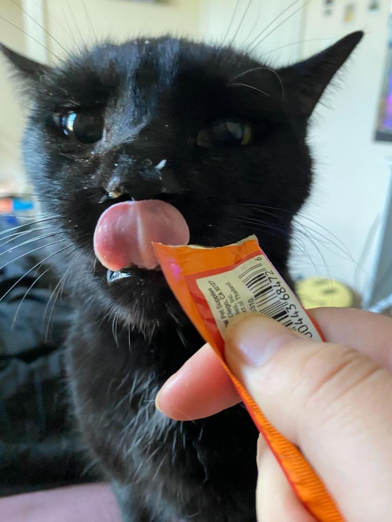 Enlarge Diablo, a Adoptable mixed breed in Tulsa, OK image 4/6