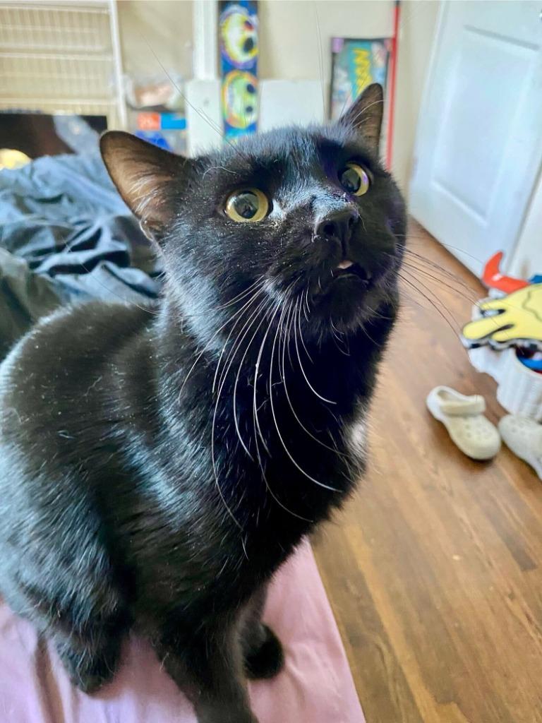 Diablo, Adoptable, Young Male Domestic Short Hair.