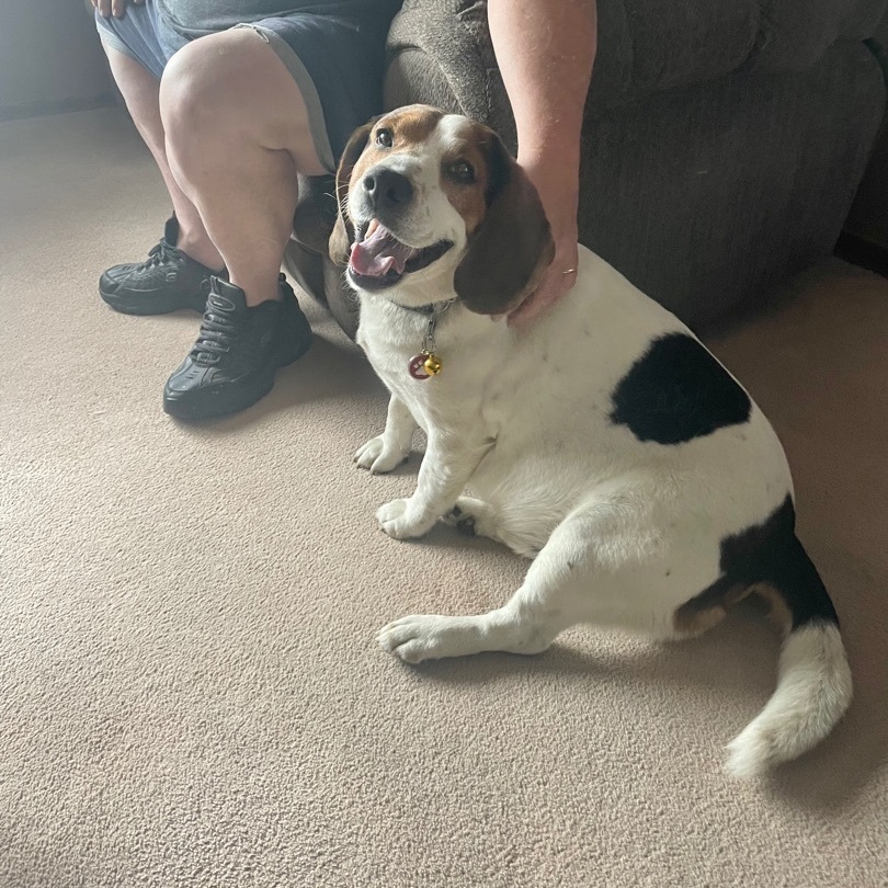 Dozer, Adopted, Adult Male Beagle & Basset Hound.