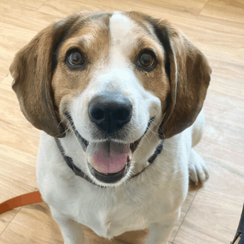 Enlarge Dozer, a Adopted mixed breed in Mansfield, ON image 2/13
