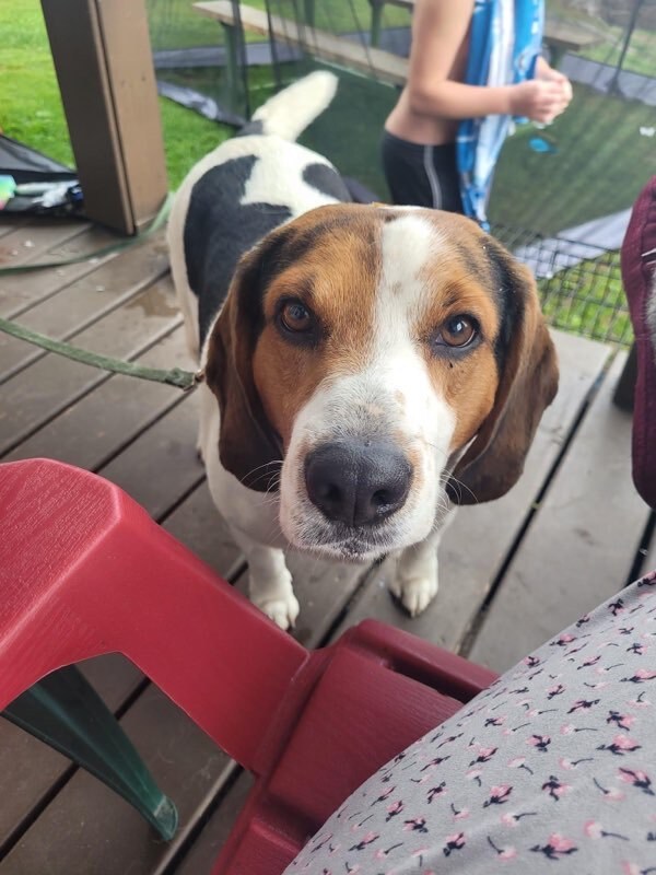 Enlarge Dozer, a Adopted mixed breed in Mansfield, ON image 3/13