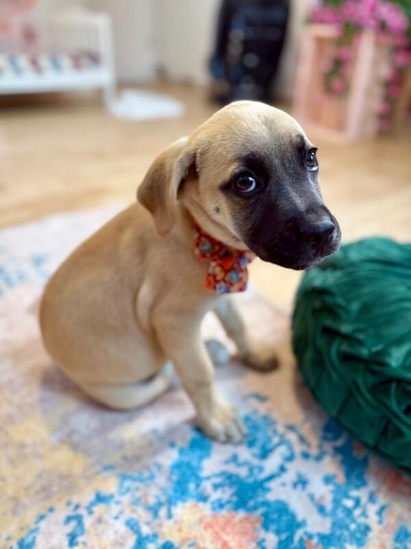 Enlarge Indy Douglas, an adopted mixed breed in Montreal, QC image 4/6