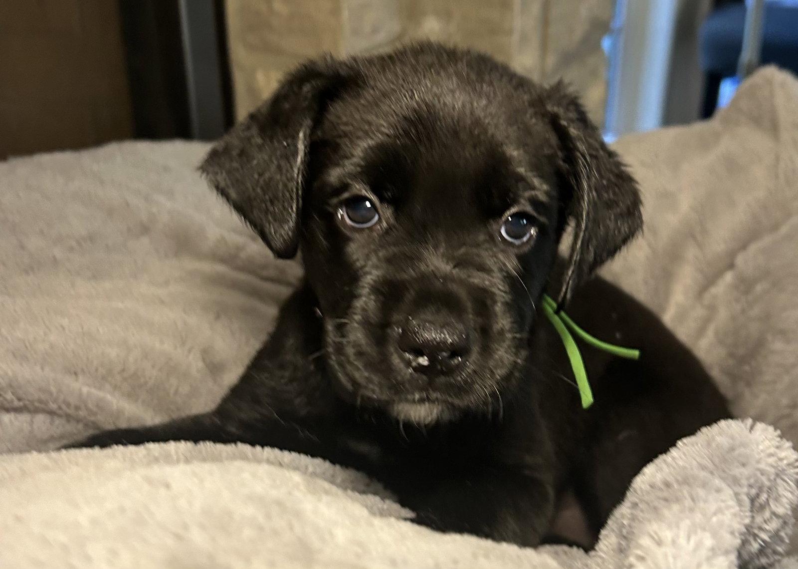 Tavi, Adoptable, Young Female Labrador Retriever.