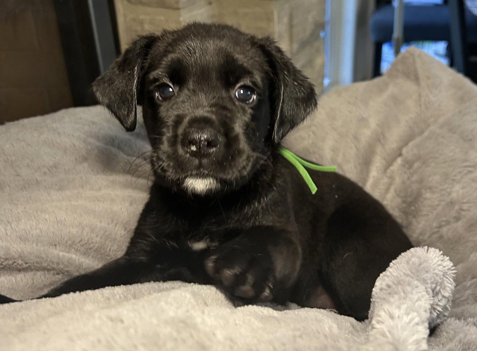 Enlarge Tavi, a Adoptable Labrador Retriever in Barnhart, MO image 2/2