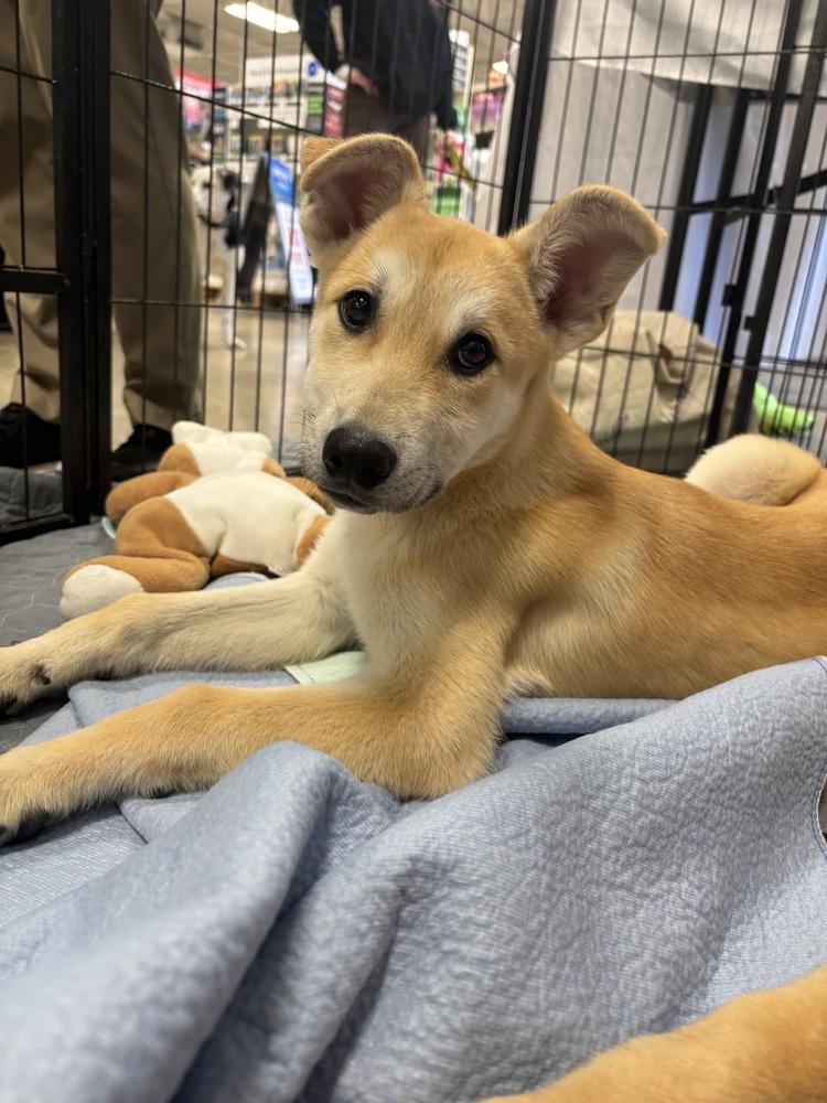 Zephyr - 26044, Adoptable, Puppy Male Shepherd & Retriever.