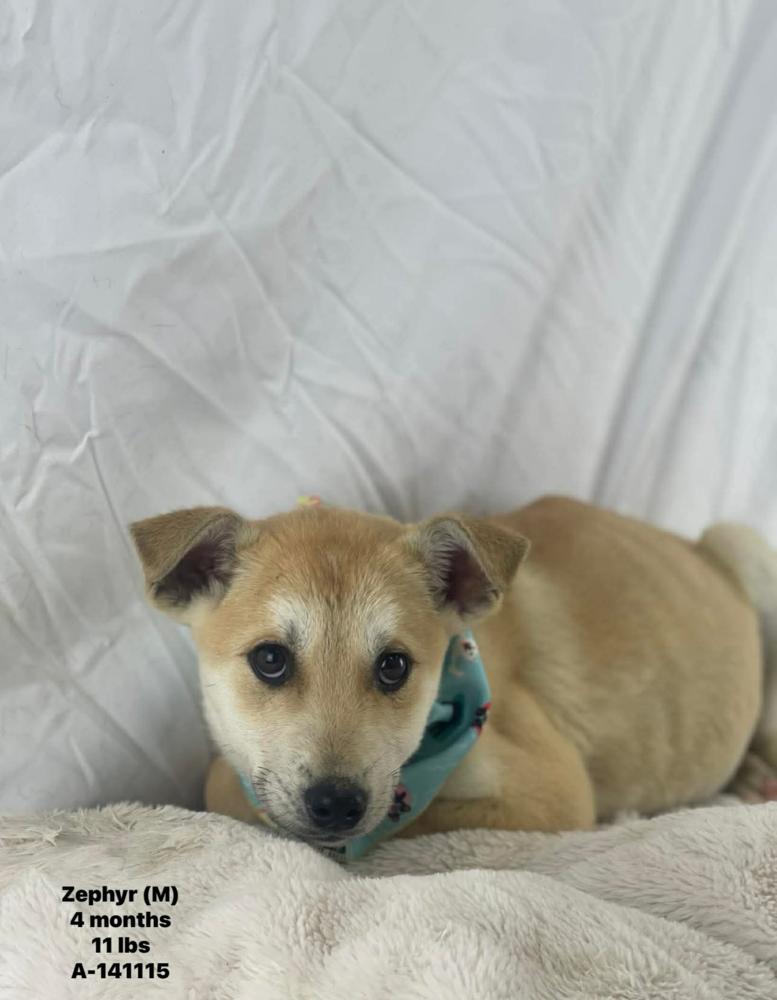 Enlarge Zephyr - 26044, a Adoptable mixed breed in Armonk, NY image 2/2