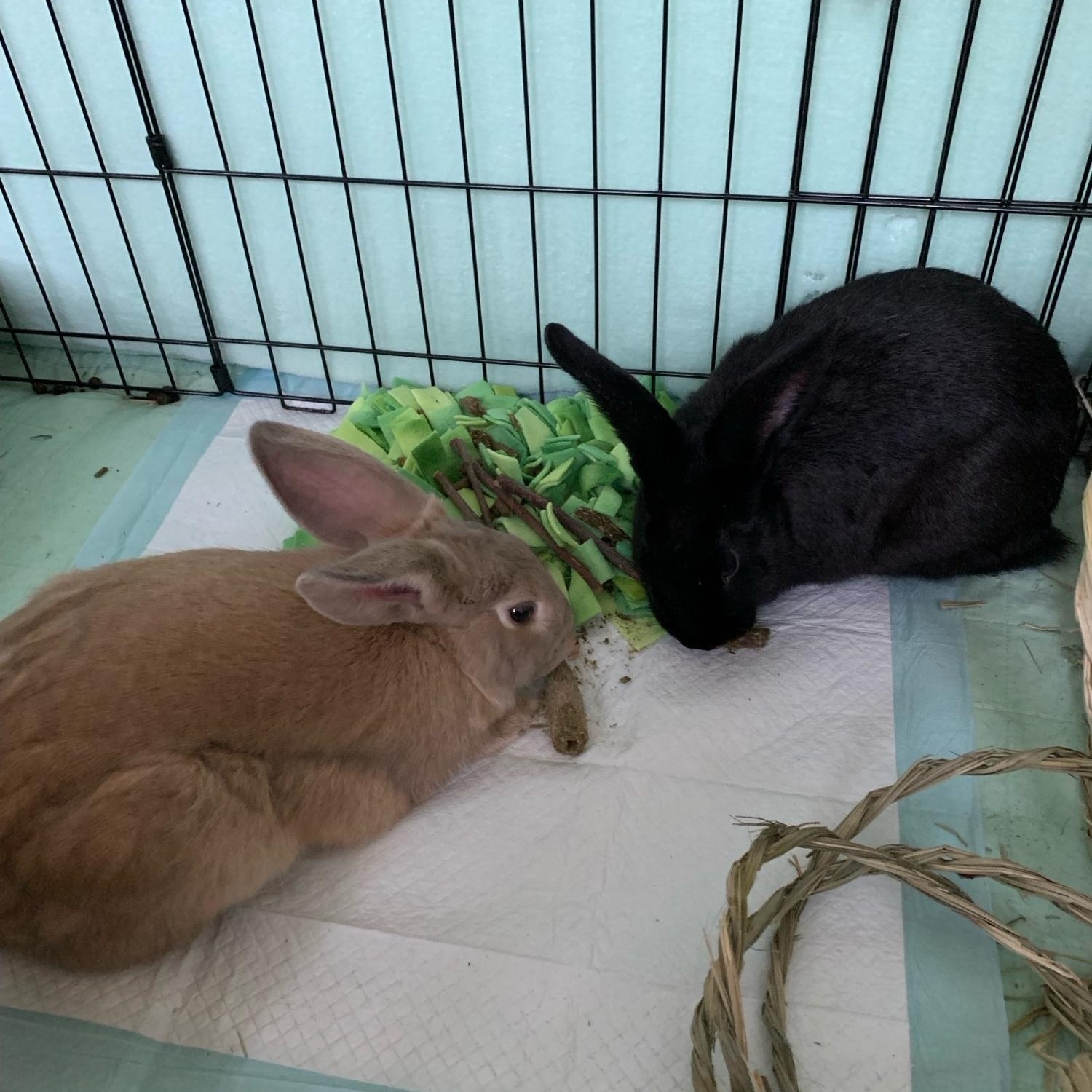 Enlarge Biscotti (brown) & Canolli (black), a Adopted American in Charlotte, NC image 5/5