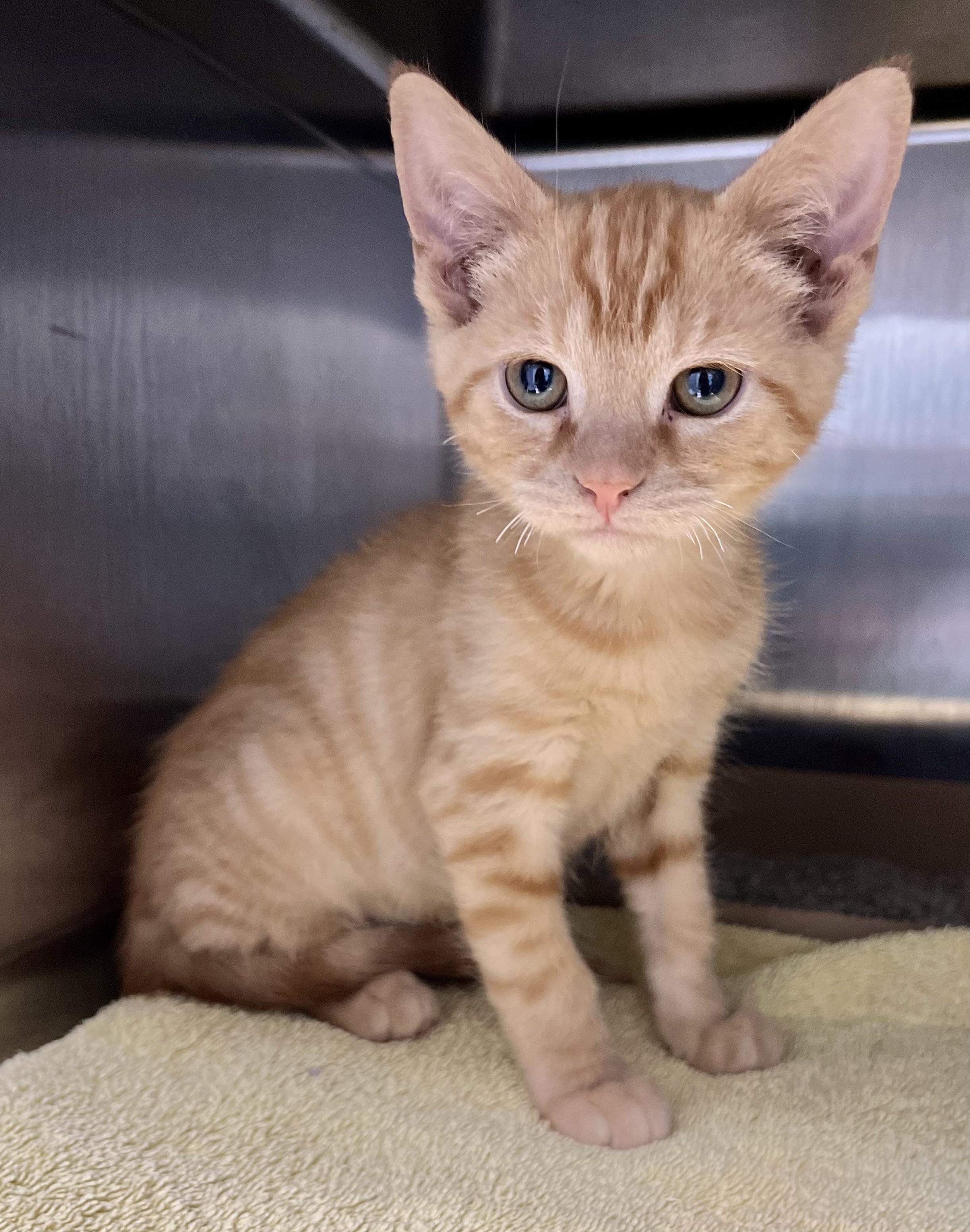 Enlarge Dave the Magical Cheese Wizard, an adopted Domestic Short Hair in Seville, OH image 1/1