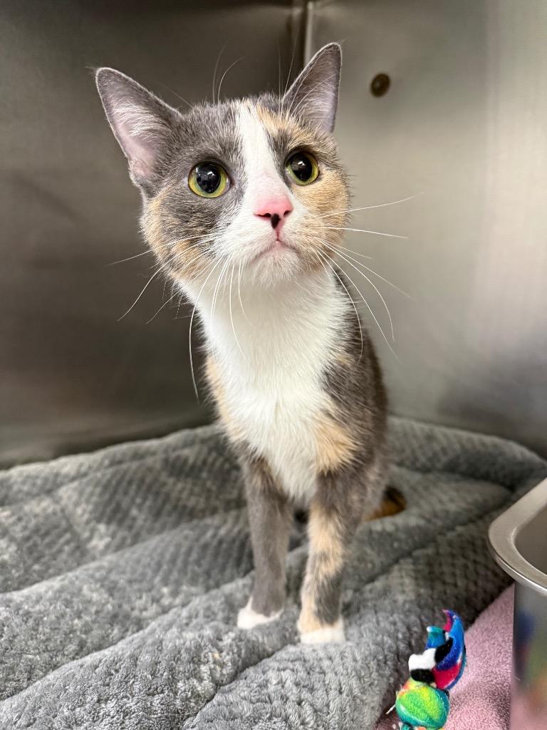 Enlarge Eva, a Adoptable mixed breed in Murray, KY image 1/1