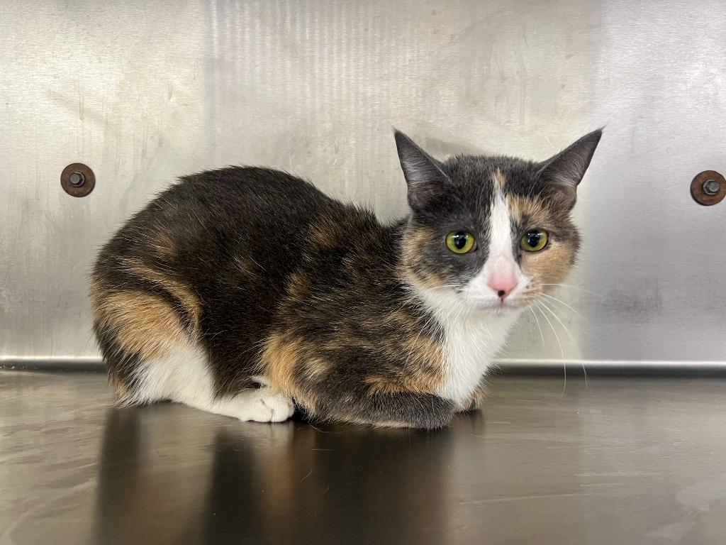 Enlarge Eva, a Adopted mixed breed in Murray, KY image 2/2