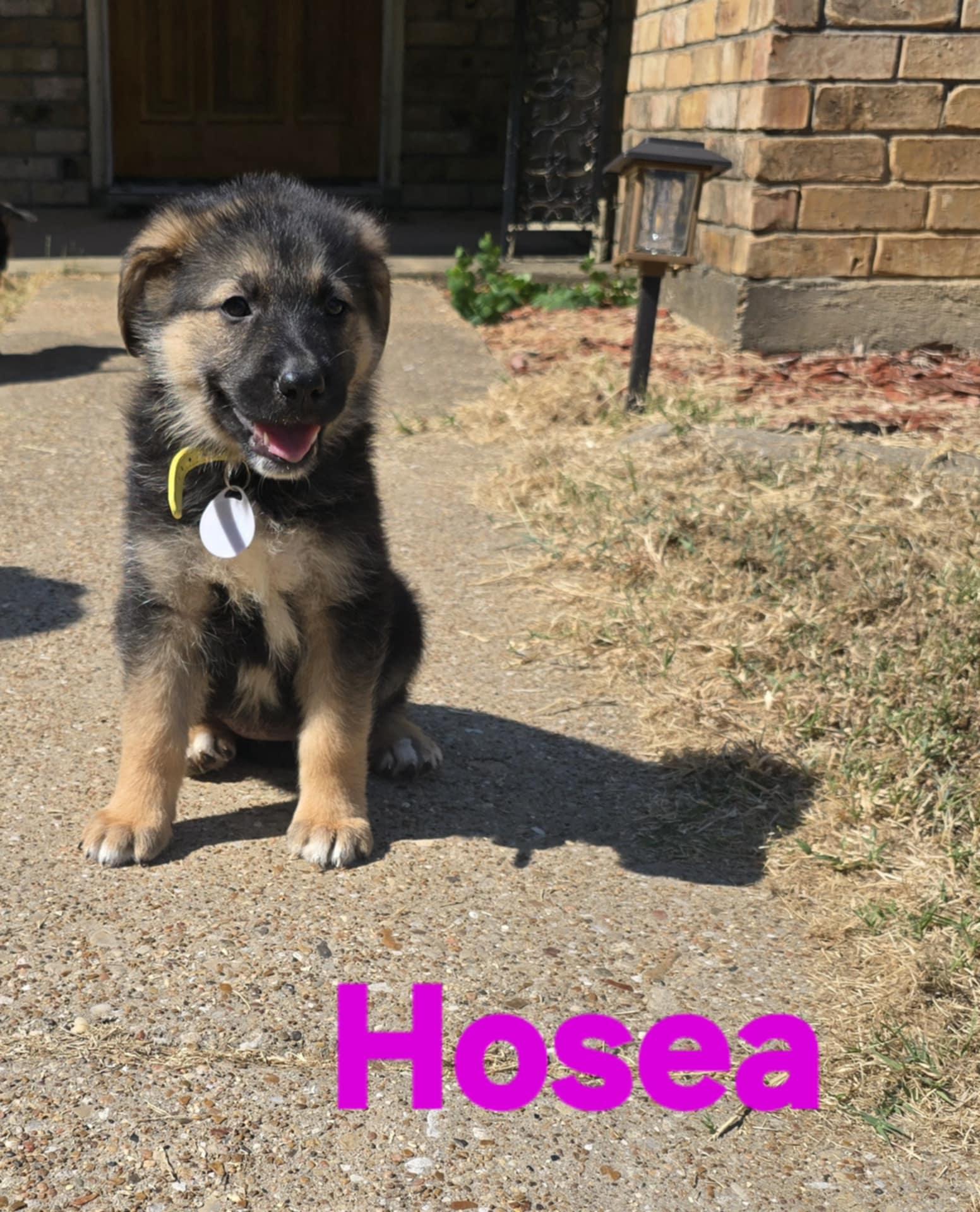 Hosea