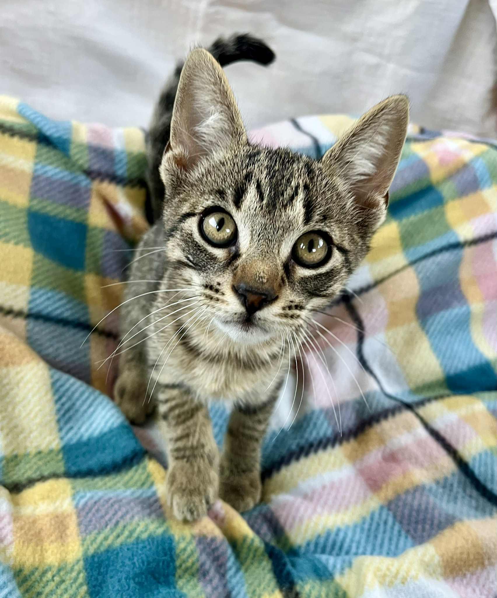 Lil' Bit thumbnail 5