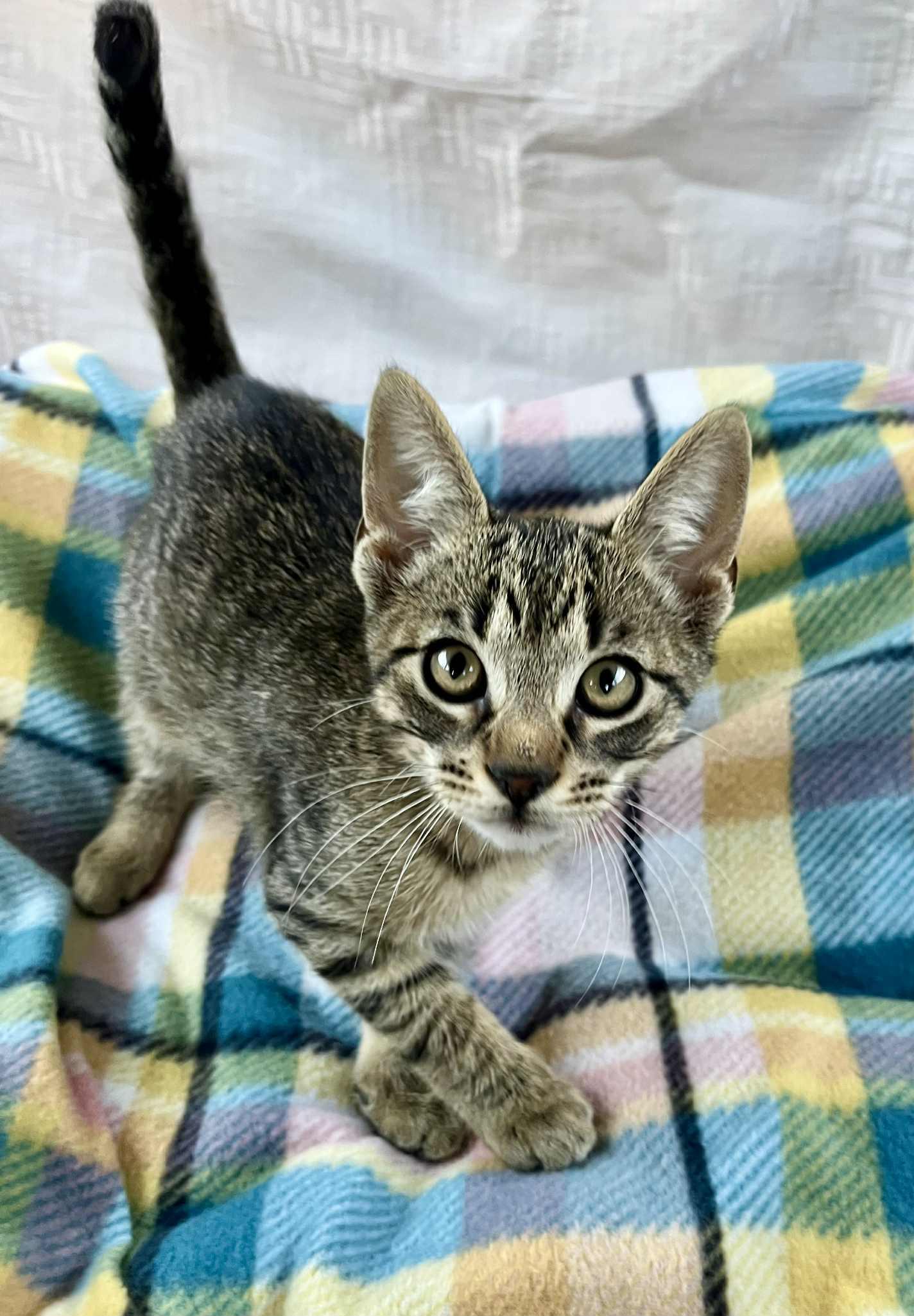 Lil' Bit thumbnail 6