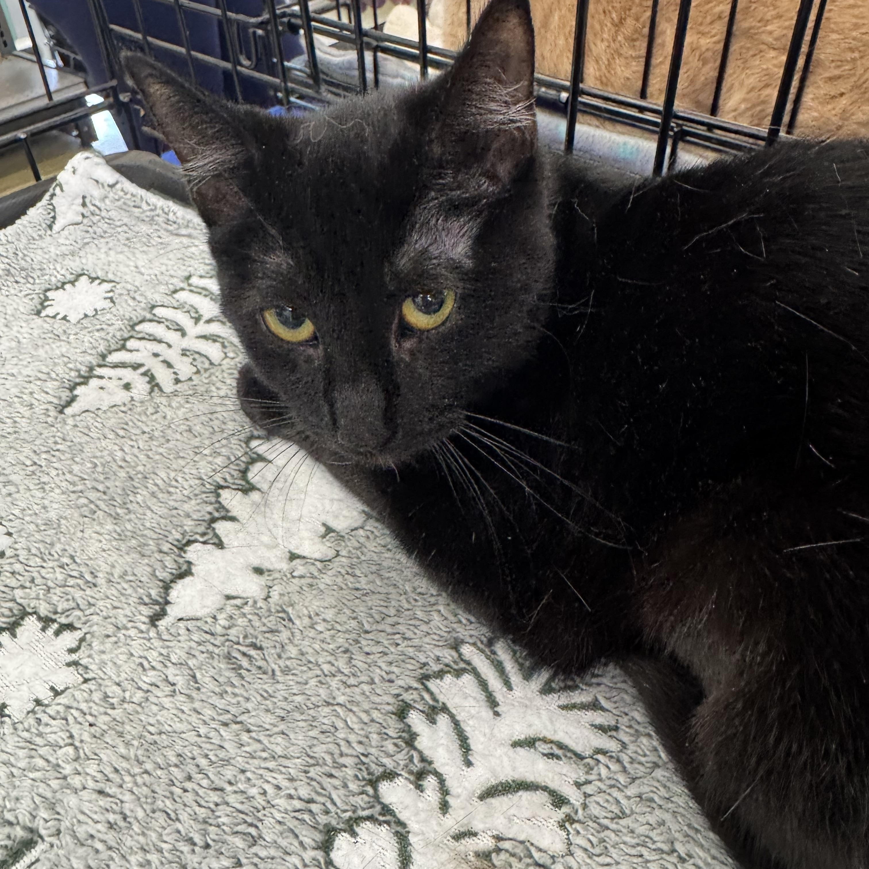 Wanda, ADOPTABLE, Young Female Domestic Short Hair.