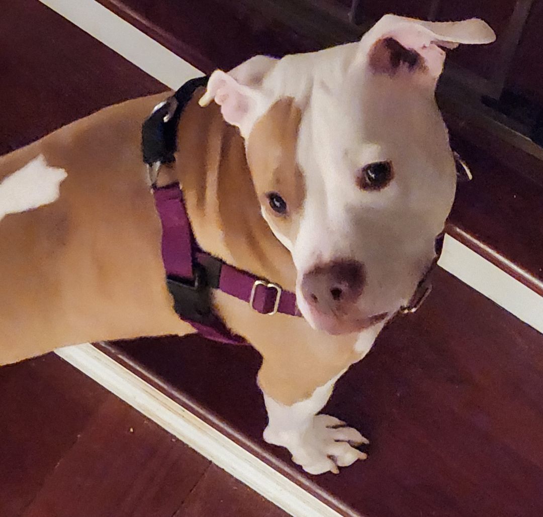 HOLLY