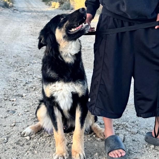 Enlarge Peter, a ADOPTABLE mixed breed in PINON HILLS, CA image 1/5