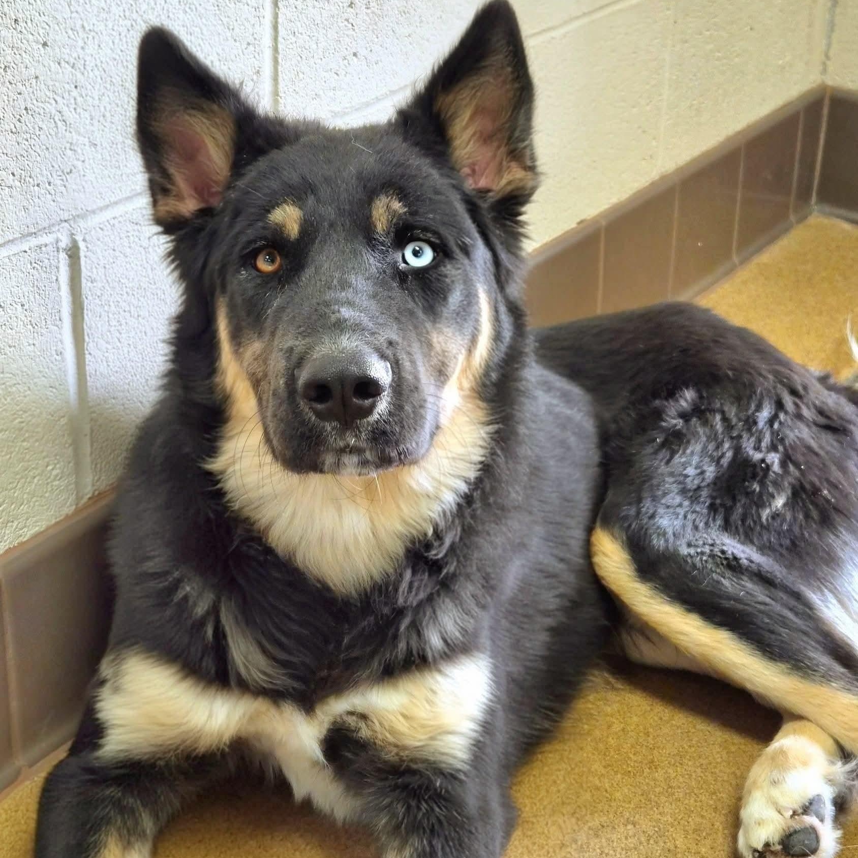 Enlarge Peter, a ADOPTABLE mixed breed in PINON HILLS, CA image 2/5