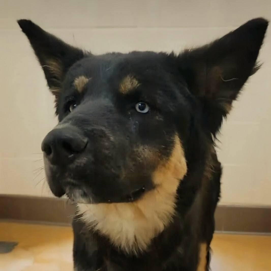 Enlarge Peter, a ADOPTABLE mixed breed in PINON HILLS, CA image 3/5