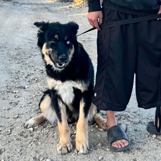 Enlarge Peter, a ADOPTABLE mixed breed in PINON HILLS, CA image 5/5