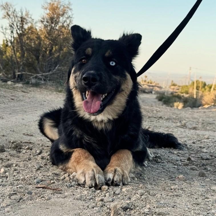 Enlarge Peter, a ADOPTABLE mixed breed in PINON HILLS, CA image 4/5