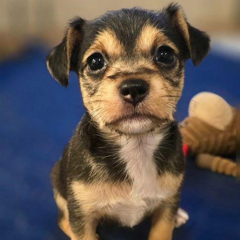 Truffle, Adoptable, Young Female Chihuahua & Terrier.