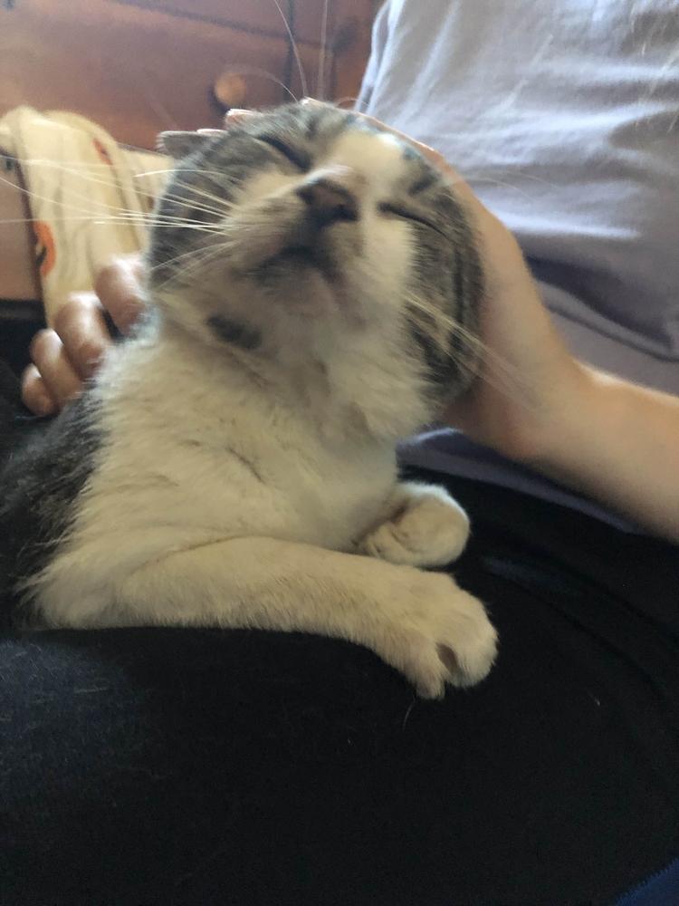 Scran, a Adoptable Domestic Short Hair in Albany, NY image 2/6