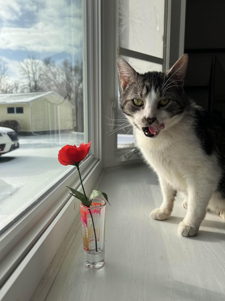 Enlarge Scran, a Adoptable Domestic Short Hair in Cohoes, NY image 3/6