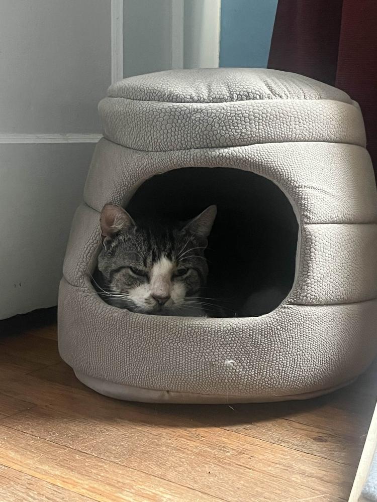 Scran, a Adoptable Domestic Short Hair in Albany, NY image 3/6