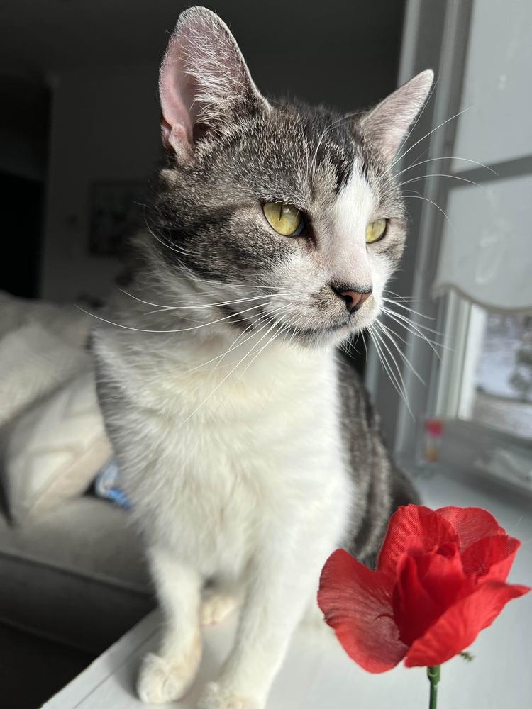 Scran, Adoptable, Adult Male Domestic Short Hair.